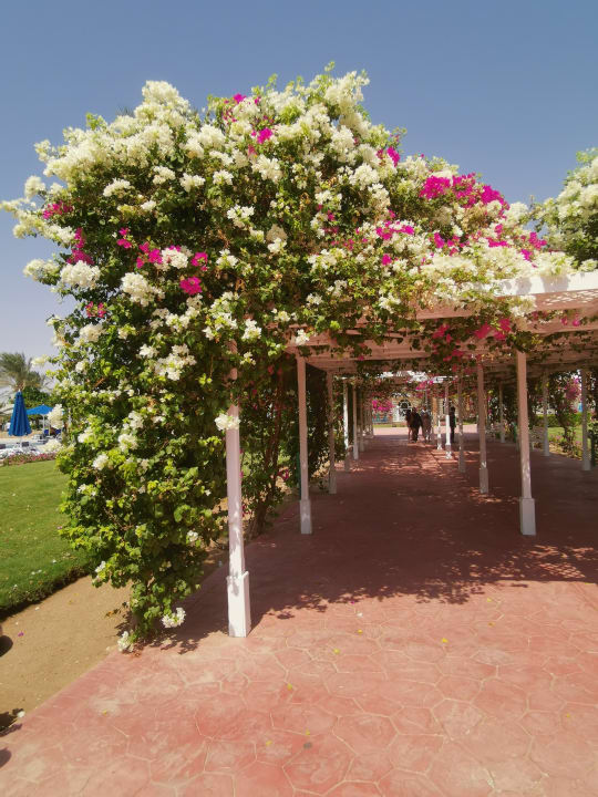 Gartenanlage Desert Rose