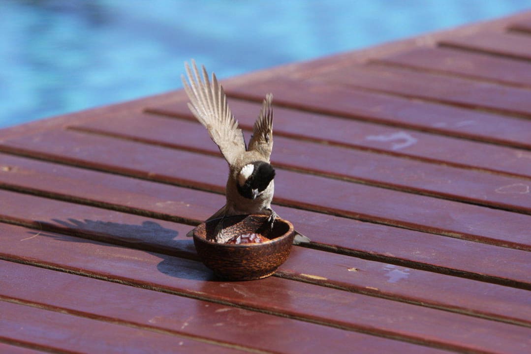 Besucher am Zimmer Al Maha, A Luxury Collection Desert Resort & Spa