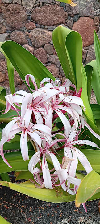 Gartenanlage Occidental Jandía Royal Level - Adults only