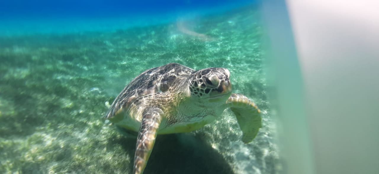 Sport & Freizeit Shams Prestige Abu Soma-Adults Only