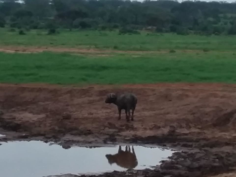 Voi Wildlife Voi Wildlife Lodge