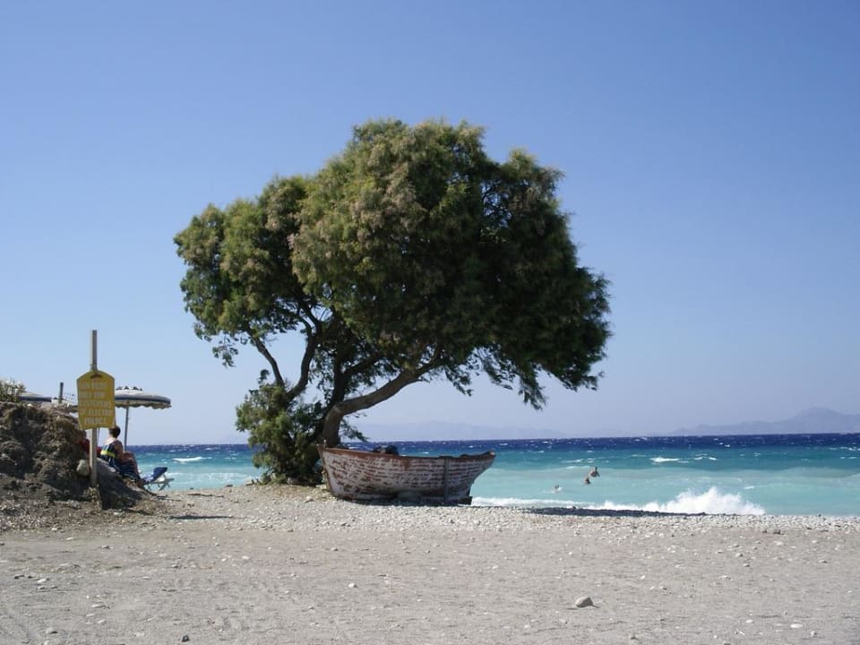 Plaża i charakterystyczne drzewo Ialyssos Bay