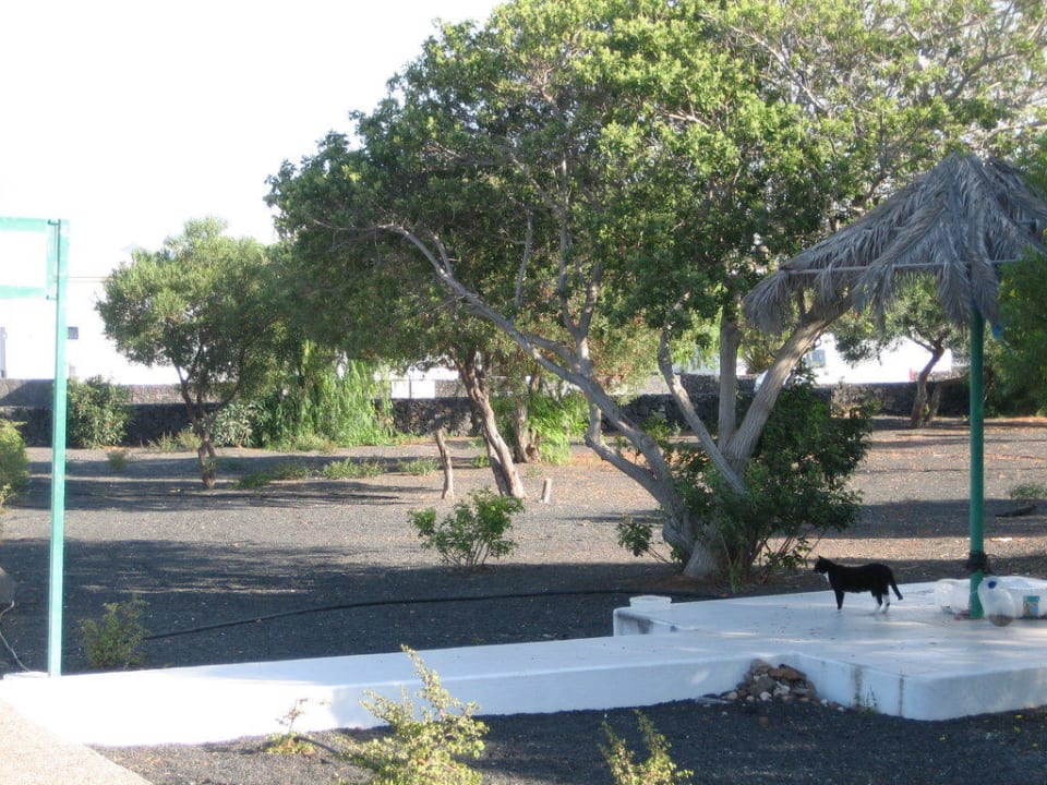 Katerfütterplatz Hotel Hyde Park Lane