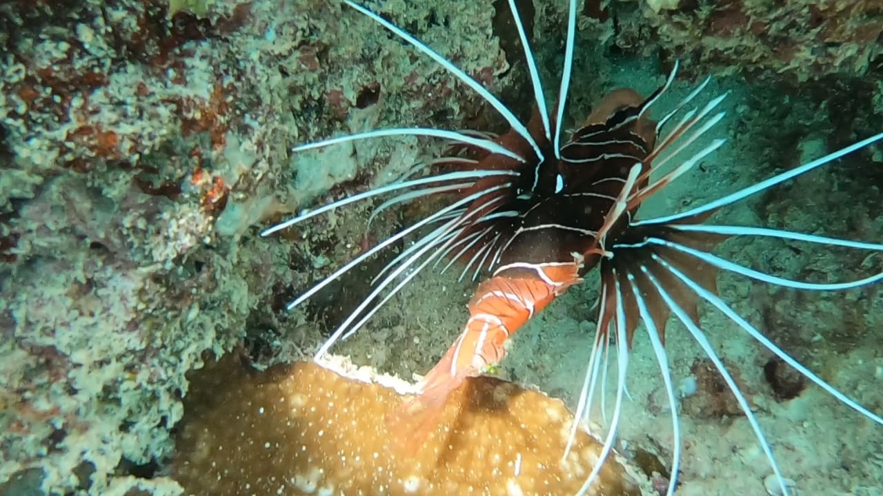 Sport & Freizeit NH Collection Maldives Reethi Resort