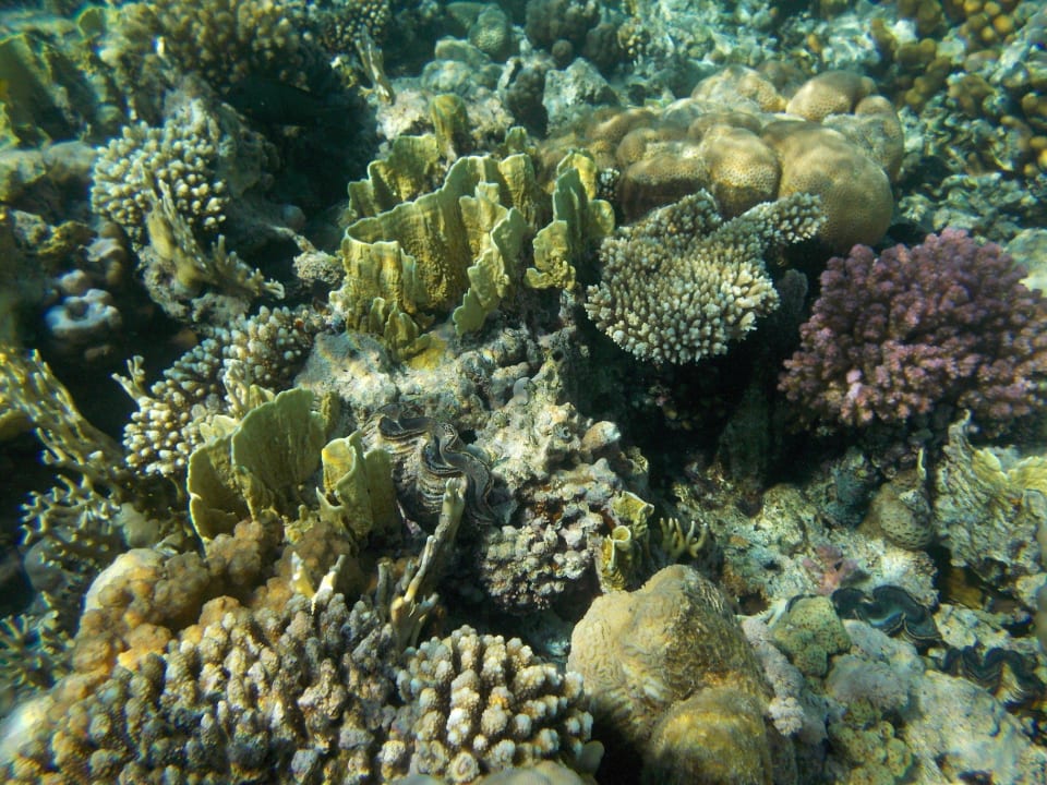 Coral and fish Hotel El Faraana Reef Resort