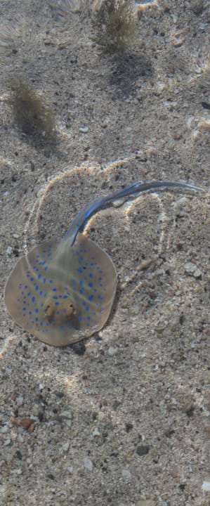 Strand Pickalbatros Palace Hotel-Port Ghalib