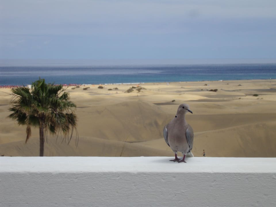 Ein regelmässiger Balkongast Hotel Riu Palace Maspalomas Adults Only