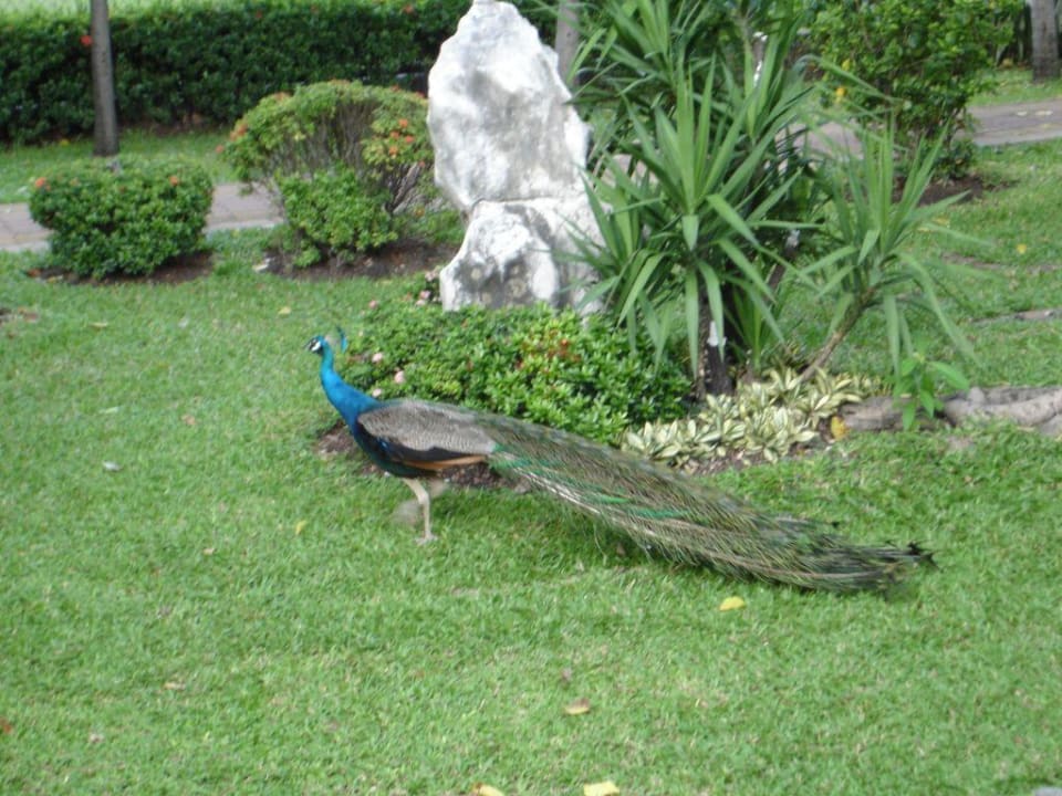 Poolanlage Royal Orchid Sheraton Hotel & Towers
