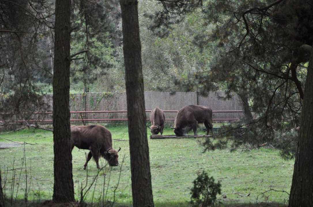 Ostoja żubrów Dworek nad Łąkami Kiermusy