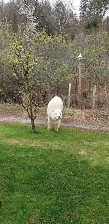 Gartenanlage Gartenhotel Moser