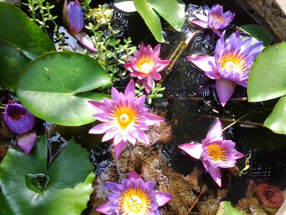 Gartenanlage Traum Villa Bentota