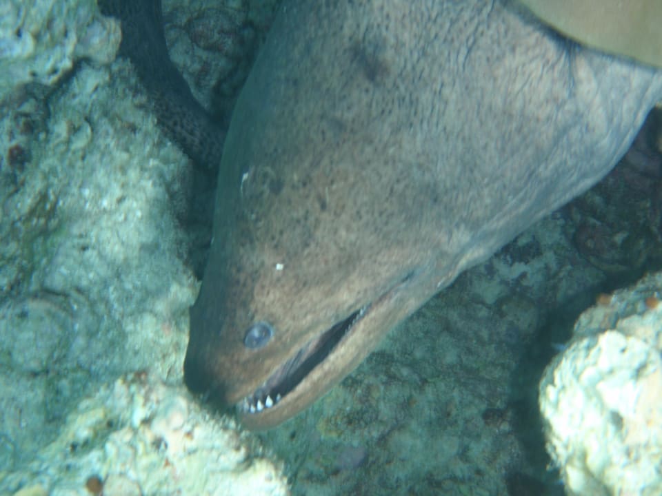 Reethi NH Collection Maldives Reethi Resort