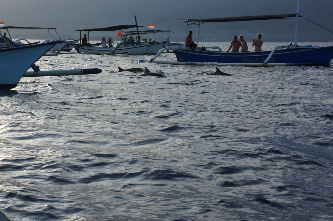 Sport & Freizeit The Lovina