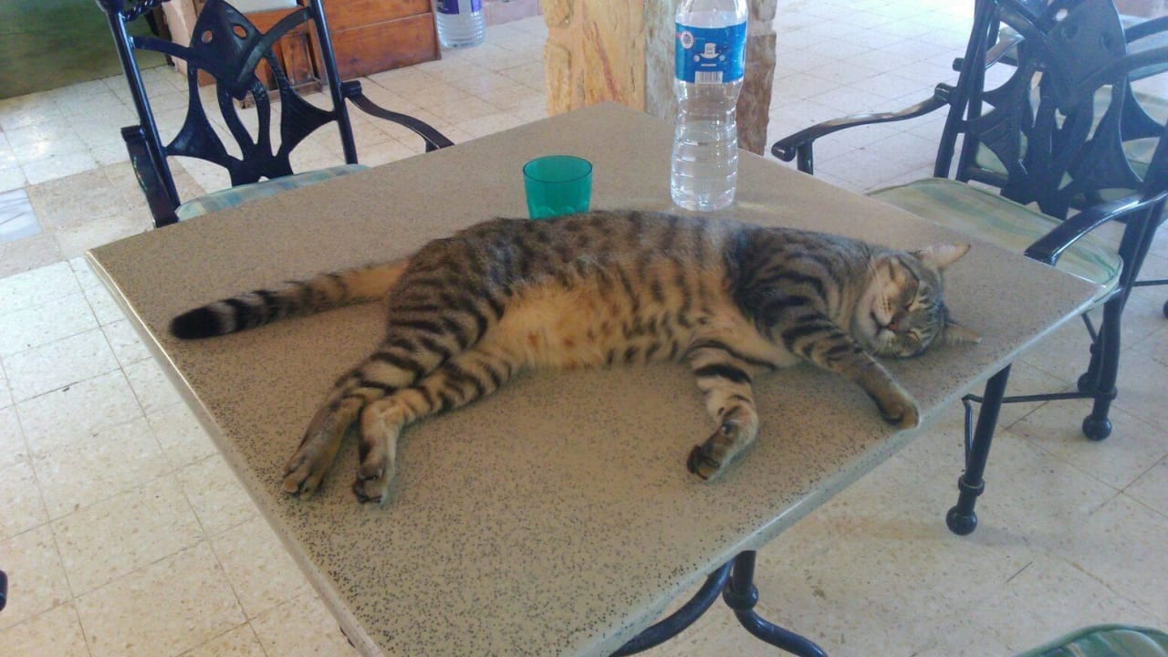 Nitrox die DC Katze Mövenpick Resort El Quseir
