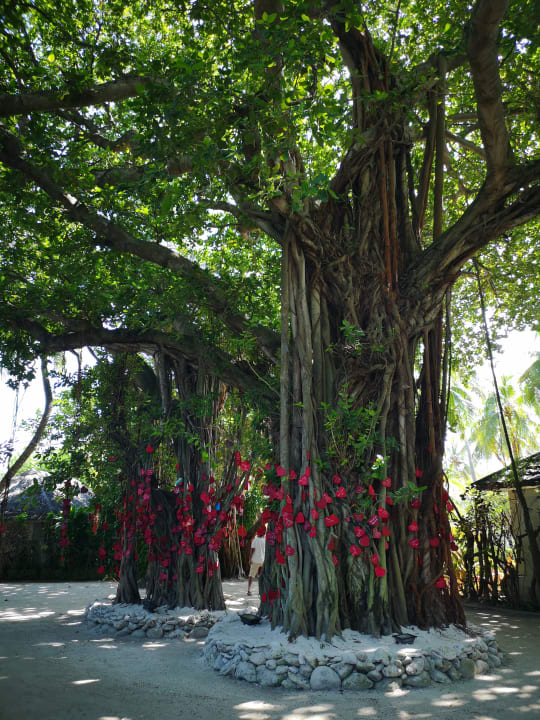 Gartenanlage Adaaran Select Hudhuran Fushi - Premium All Inclusive