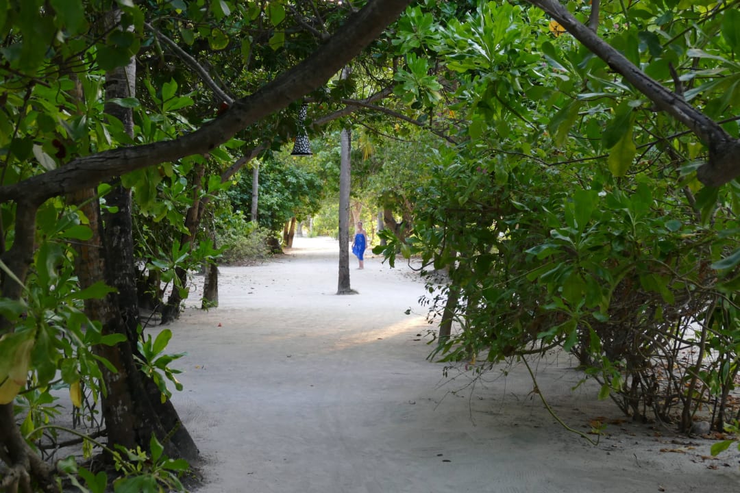 Pflanzen und Wege Kuredu Island Resort & Spa