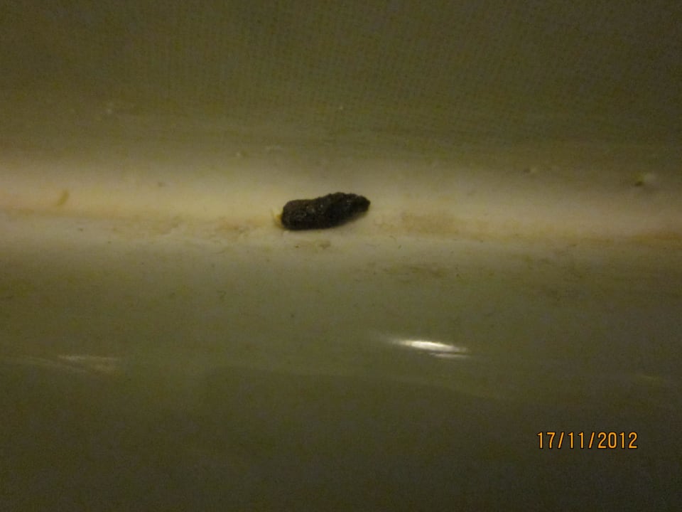 Mäusekot im Bad Golden Beach Resort