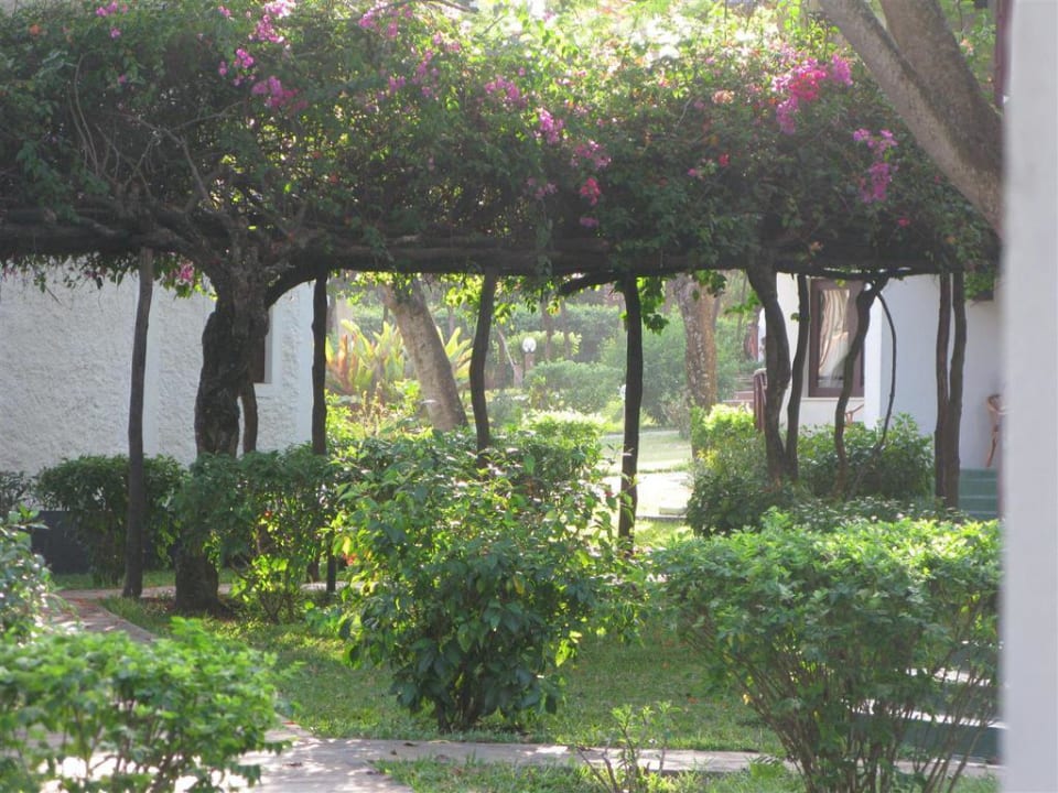 Kwitnace bugenville Neptune Village Beach Resort & Spa