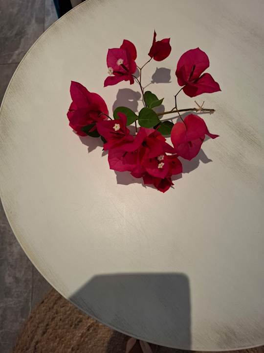 Zimmer Delfina Tropic Beach