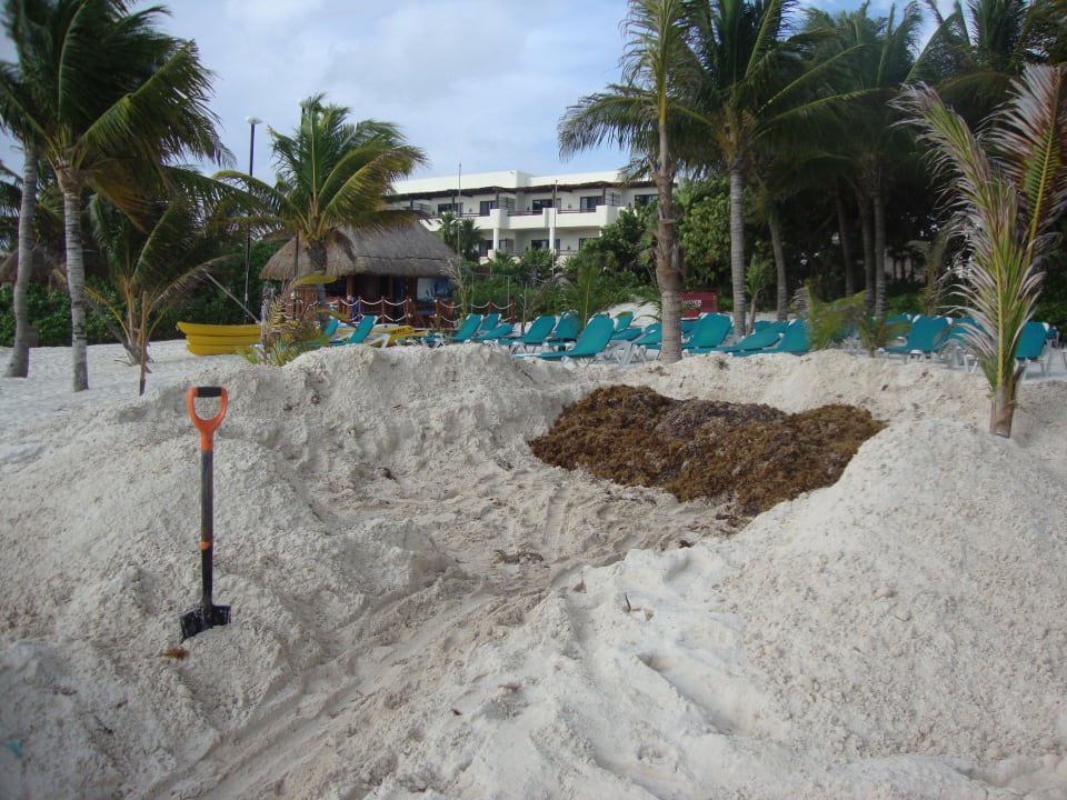 Alle Liegen leer, warum?  Catalonia Playa Maroma