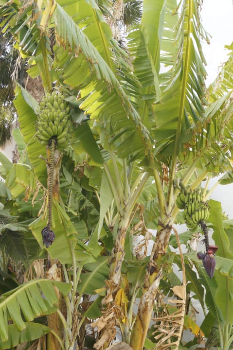 Gartenanlage Club Jandia Princess