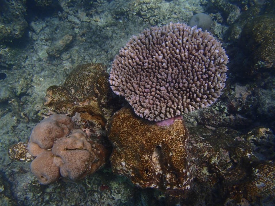 Schnorcheln am Riff Noku Maldives, Vignette Collection