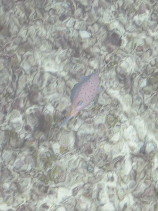 Vom Steg der Ocean Villa fotografierte Fische Adaaran Select Hudhuran Fushi - Premium All Inclusive