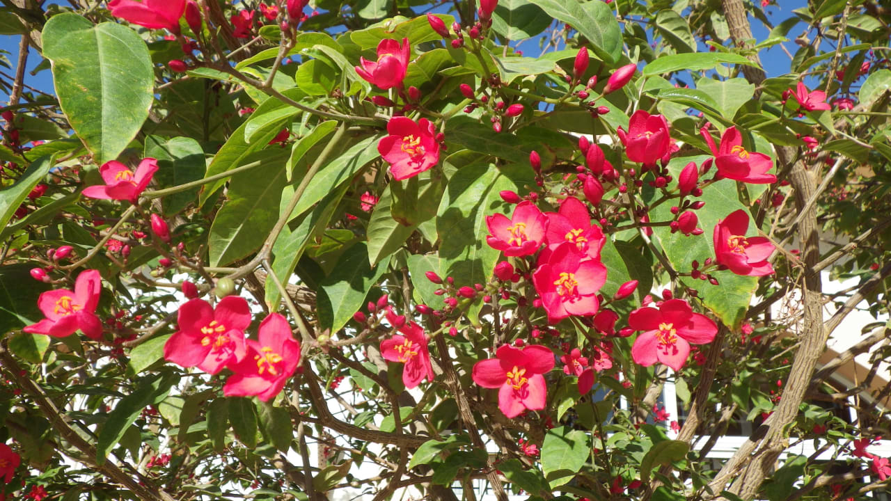 Blüten Pickalbatros Dana Beach Resort - Hurghada