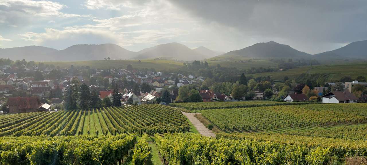 Ausblick Hofgarten Rosa