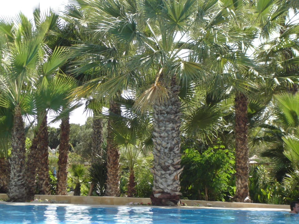 Relaxpool  TUI MAGIC LIFE Africana