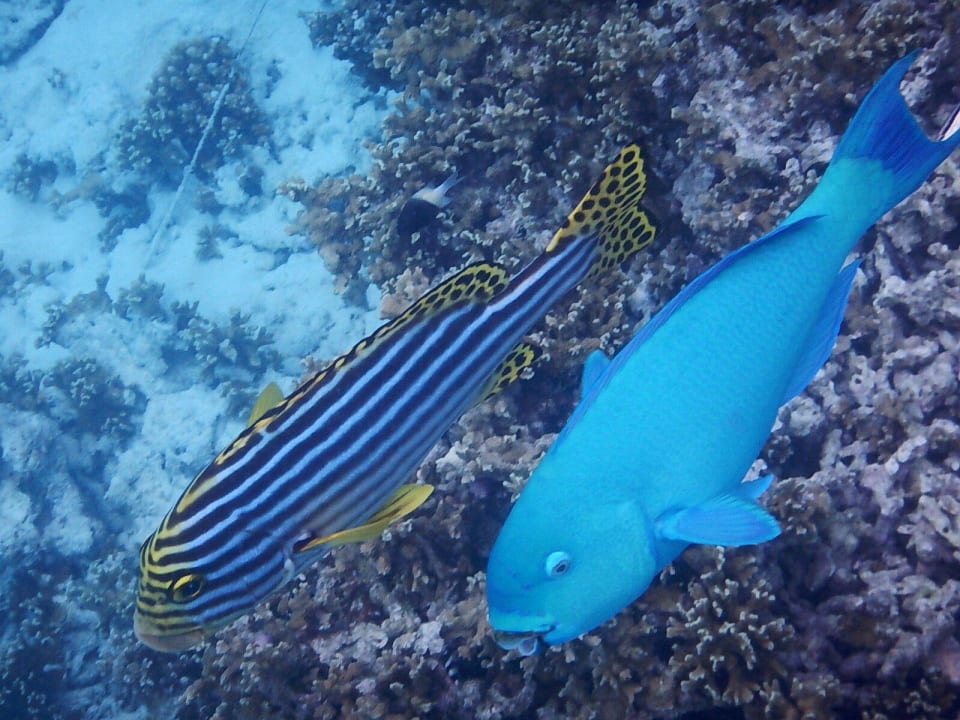 So bunt Kuramathi Maldives