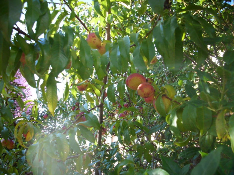 Früchte vor dem Hotel Hotel Zante Village