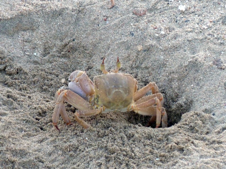 Сухопутные крабы на пляже Shams Alam Beach Resort