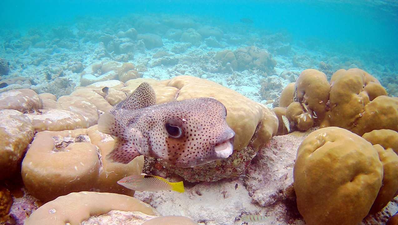 Sonstiges Vilamendhoo Island Resort & Spa