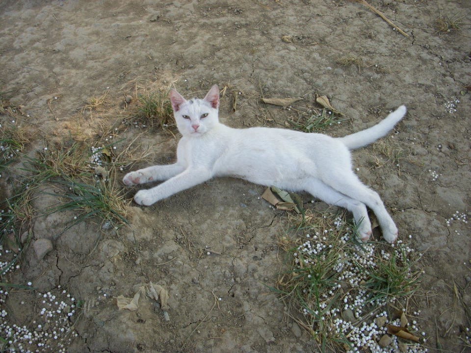 Die Hauskatze,eine von vielen Clover Magic Nova Beach