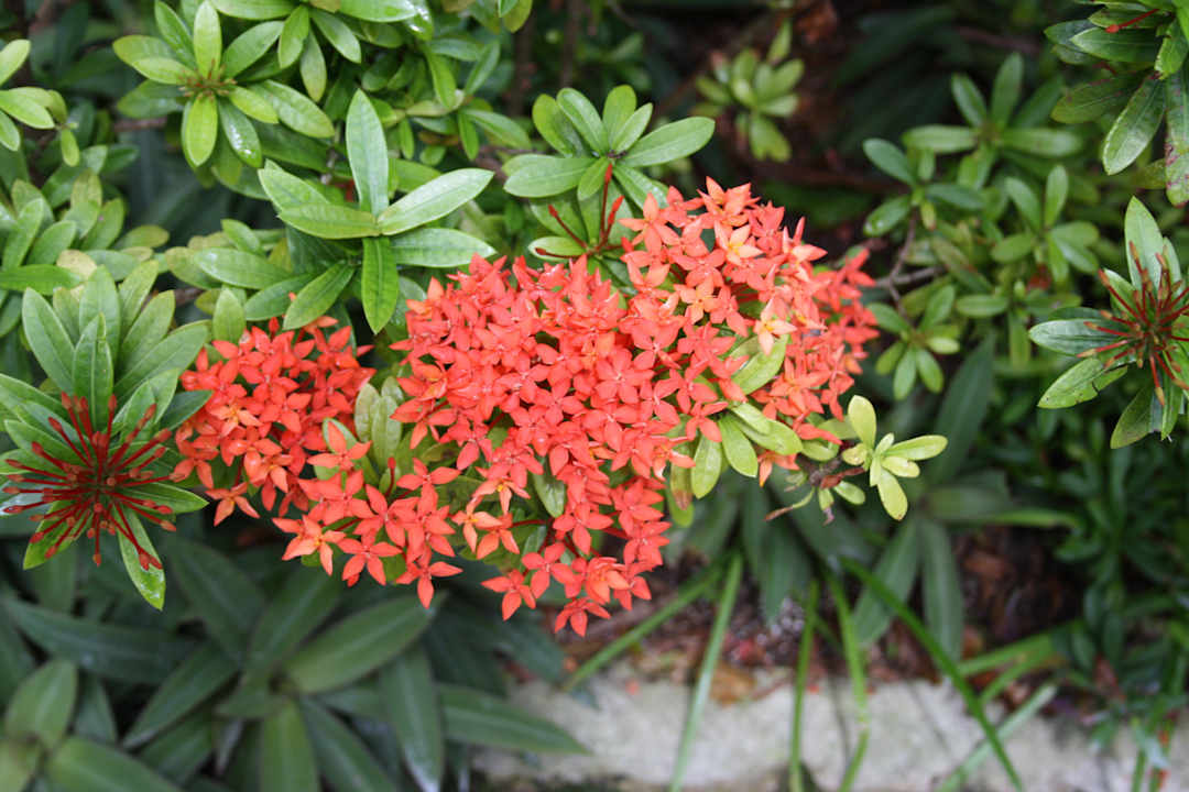 Die Flora von Kuramathi Kuramathi Maldives