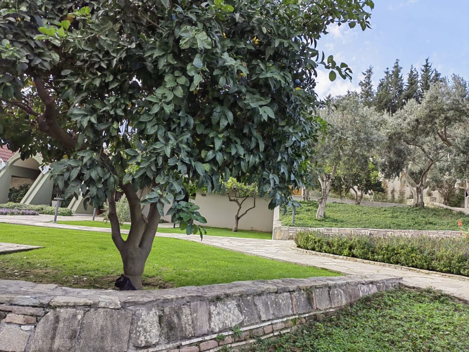 Gartenanlage Arum Barut Collection