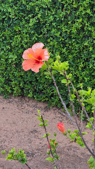 Gartenanlage Aldemar Olympian Village