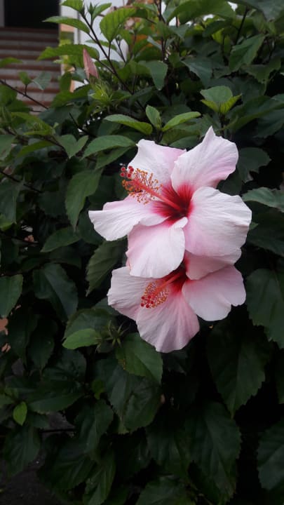 Gartenanlage allsun App.-Hotel Albatros