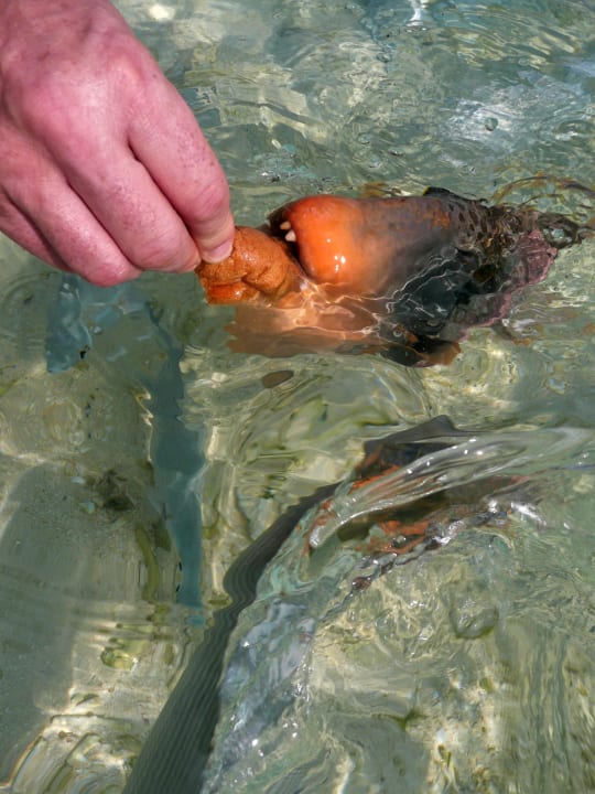 ... Hunger ... Summer Island Maldives