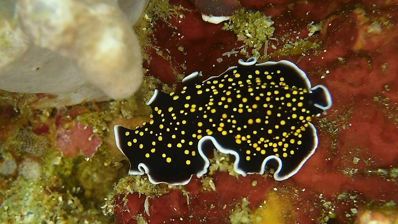 Sport & Freizeit Tompotika Dive Lodge