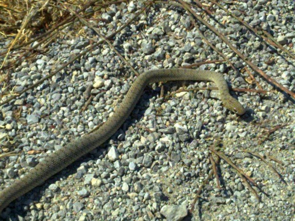 Einheimische (selten) Porto Bello Beach