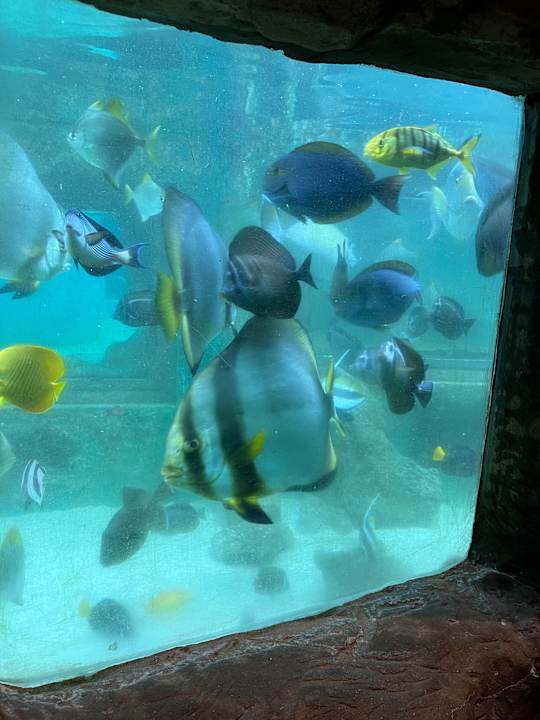 Pool Center Parcs De Kempervennen