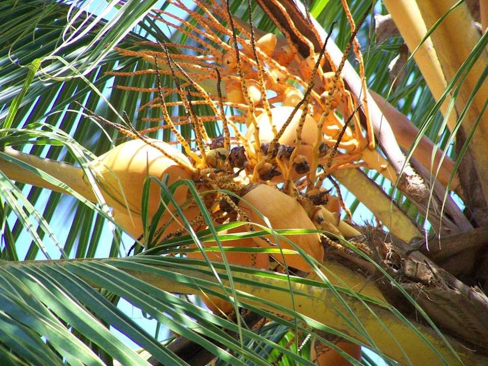 Frisches Obst ist garantiert Tangerine Beach Hotel