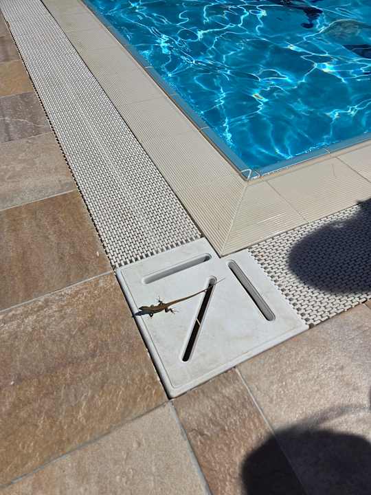 Pool Hane Family Resort