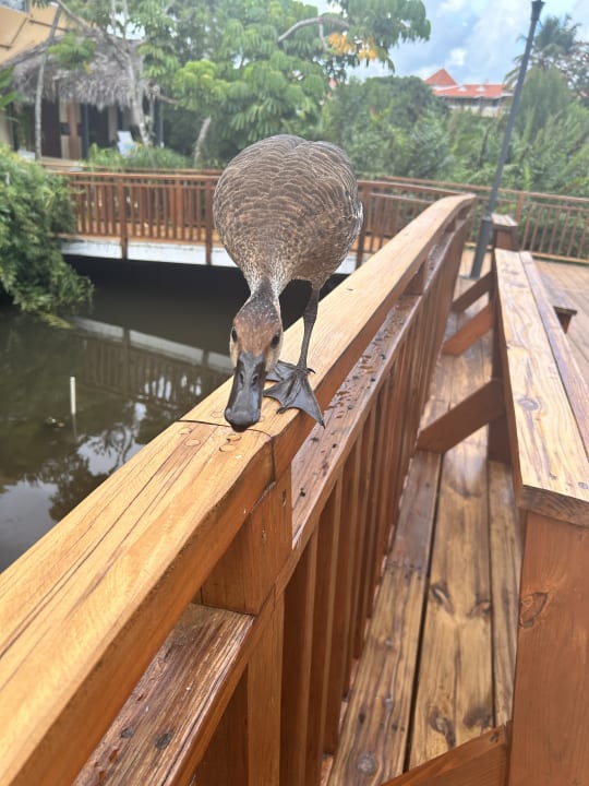 Sonstiges Hotel Viva Dominicus Palace by Wyndham-All Inclusive Resort