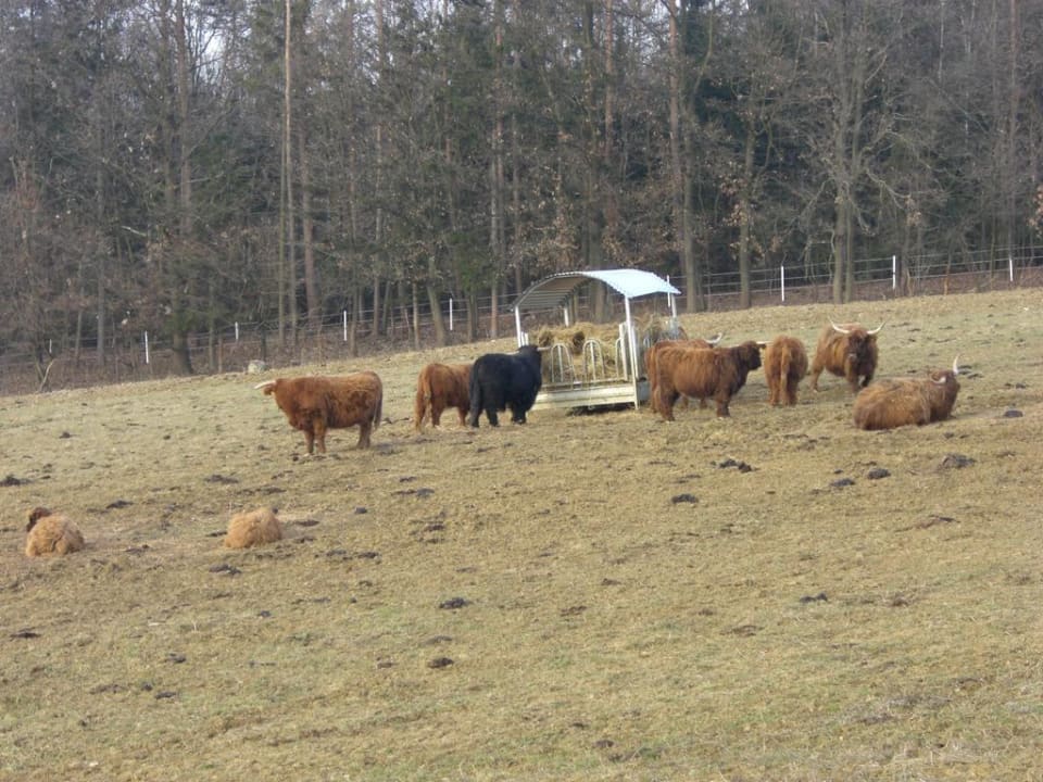 Kasimir in echt Reiters Finest Family Hotel