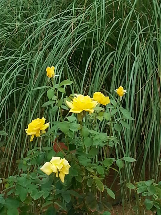 Rosen. Vantaris Luxury Beach Resort