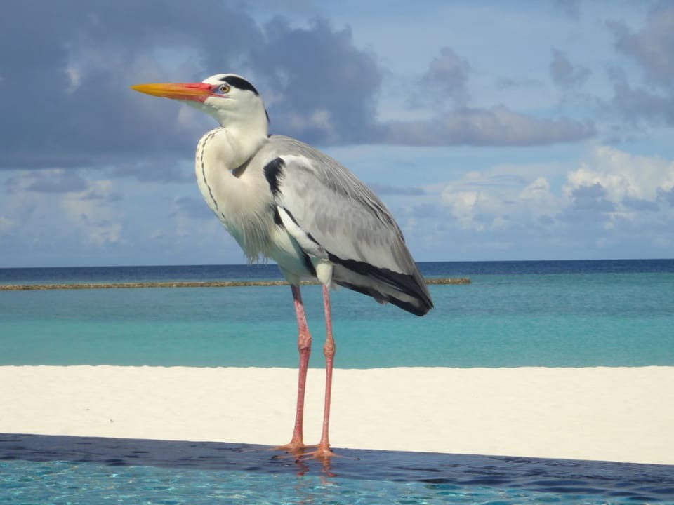 Piscine Veligandu Maldives Resort Island