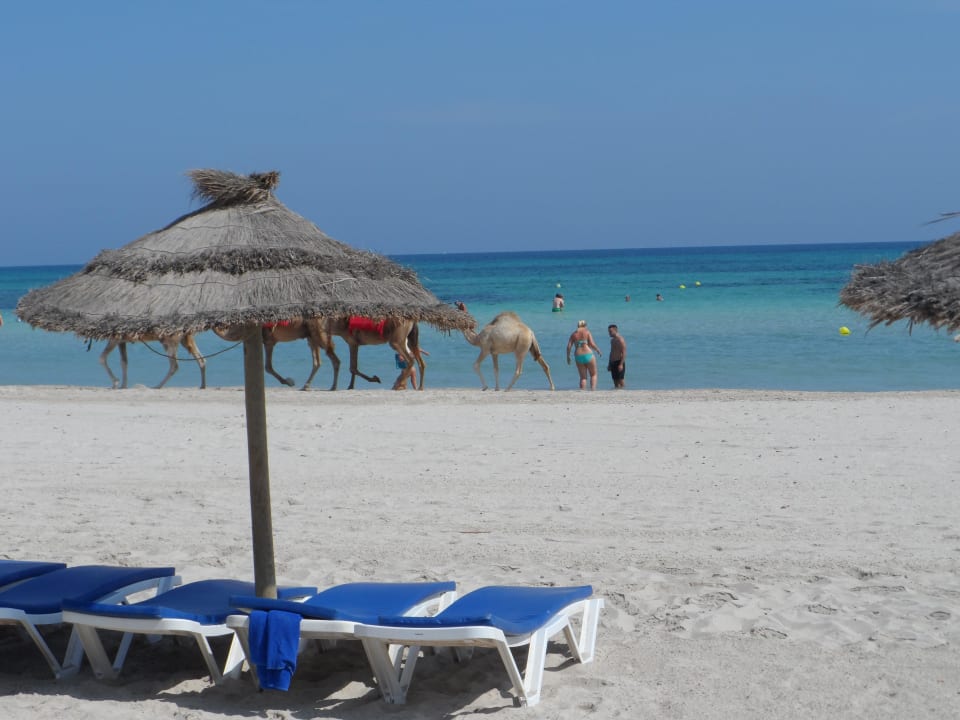 Sauber und gepflegt Iberostar Waves Mehari Djerba